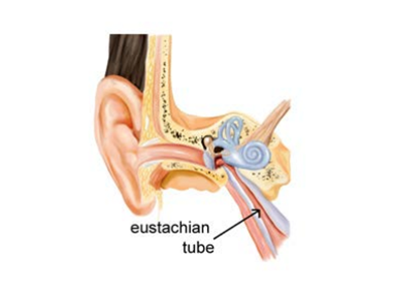 Eustachian tube K O Chan ENT Sinus Sleep Centre